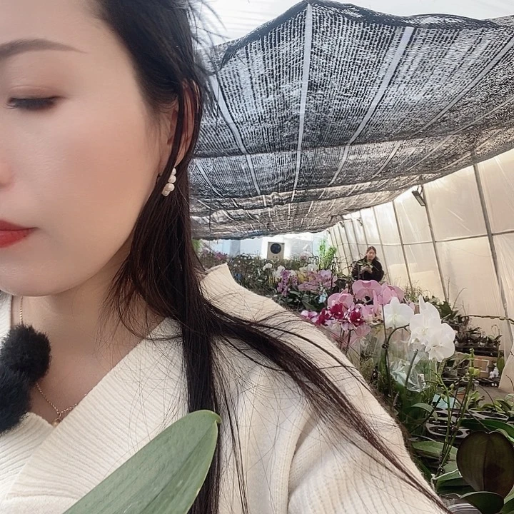 无花朵第一名貂蝉