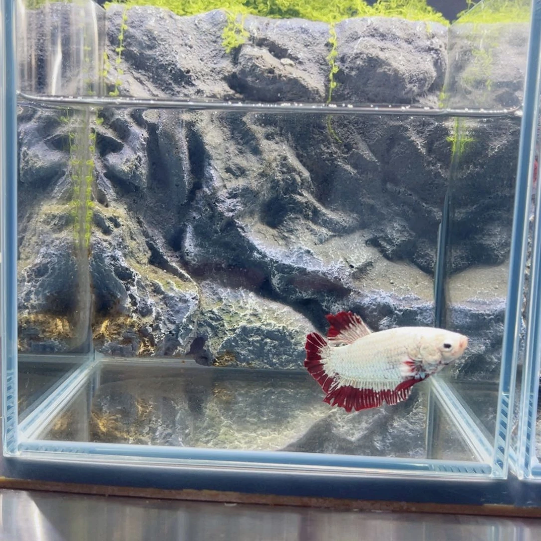 海水鱼福利精品巨斗