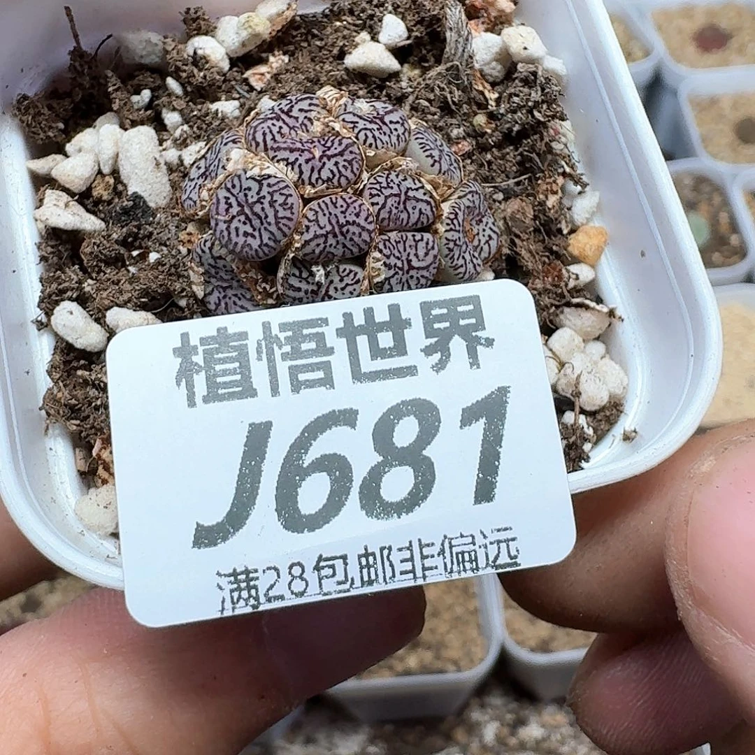 多肉植物的润泽额fv b