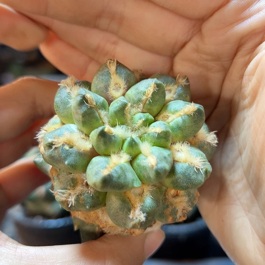 31号苗接无根中筋带勾5.5公分