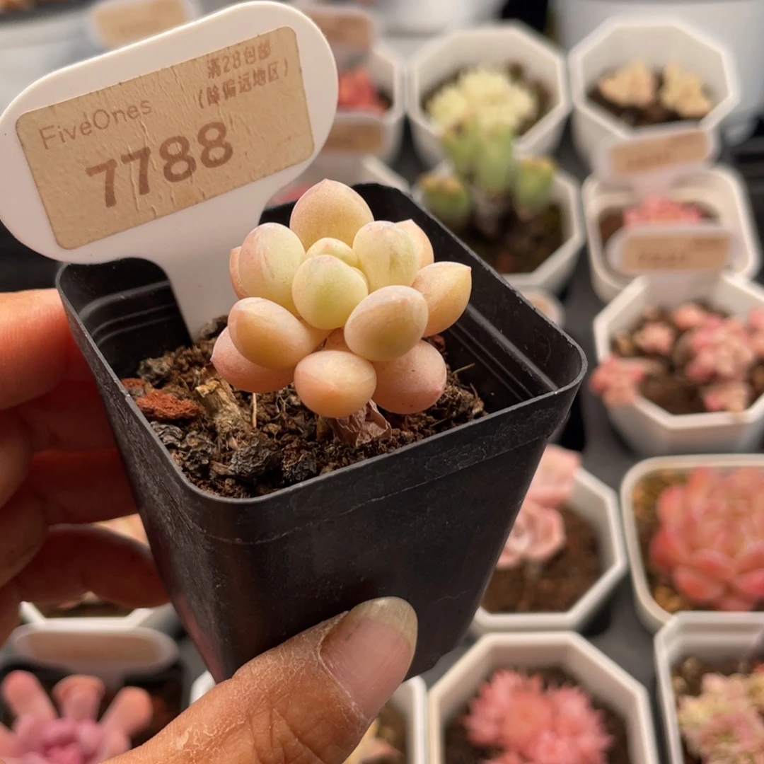 泡泡糖7788-3.0厘米