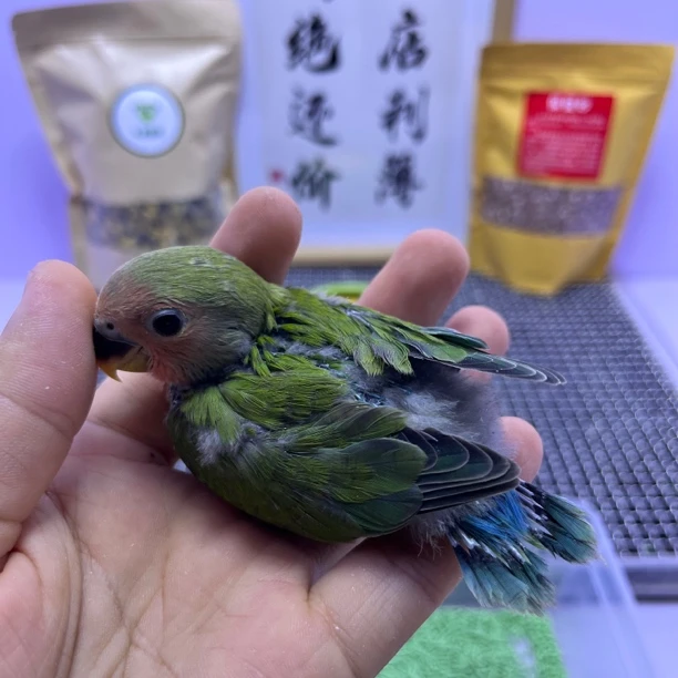 绿桃公L35335-牡丹鹦鹉