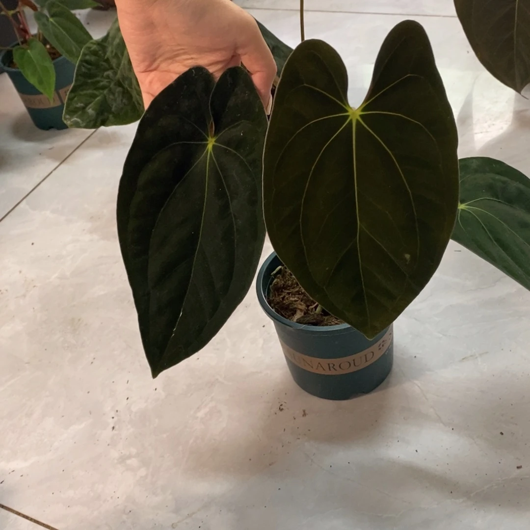 不开花植物加通湖papi