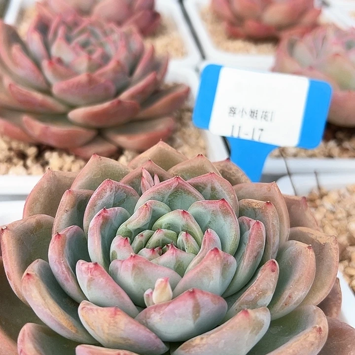 11.17红鸾一个多肉脱图