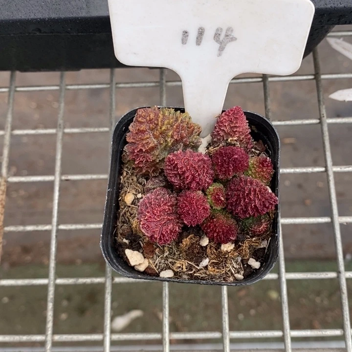 伯克利和格蕾特等著名音乐