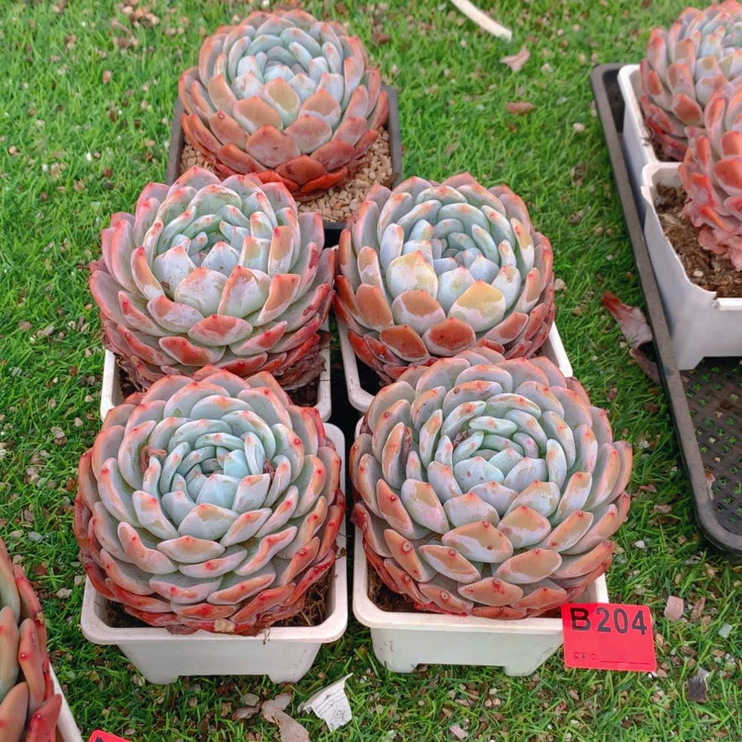 204橙子多肉植物