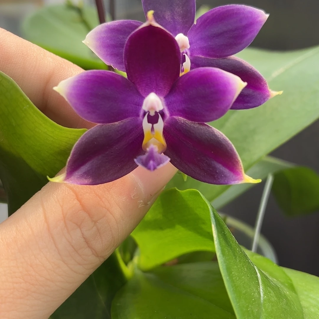 当前无花朵，栽培后可花朵A1872yss1180