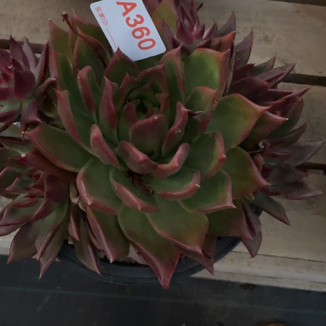 花***草若如东云单拍A360