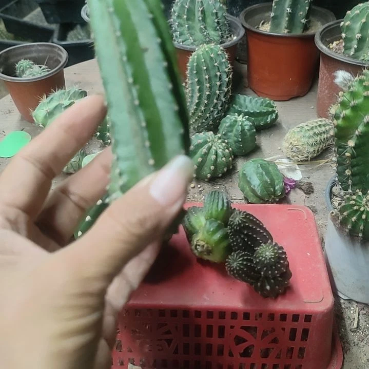 仙人球鹿角柱明虾侧芽