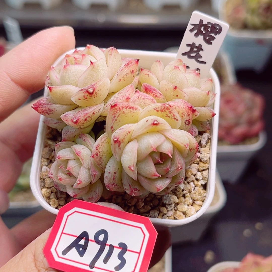 A913一物一拍 樱花树