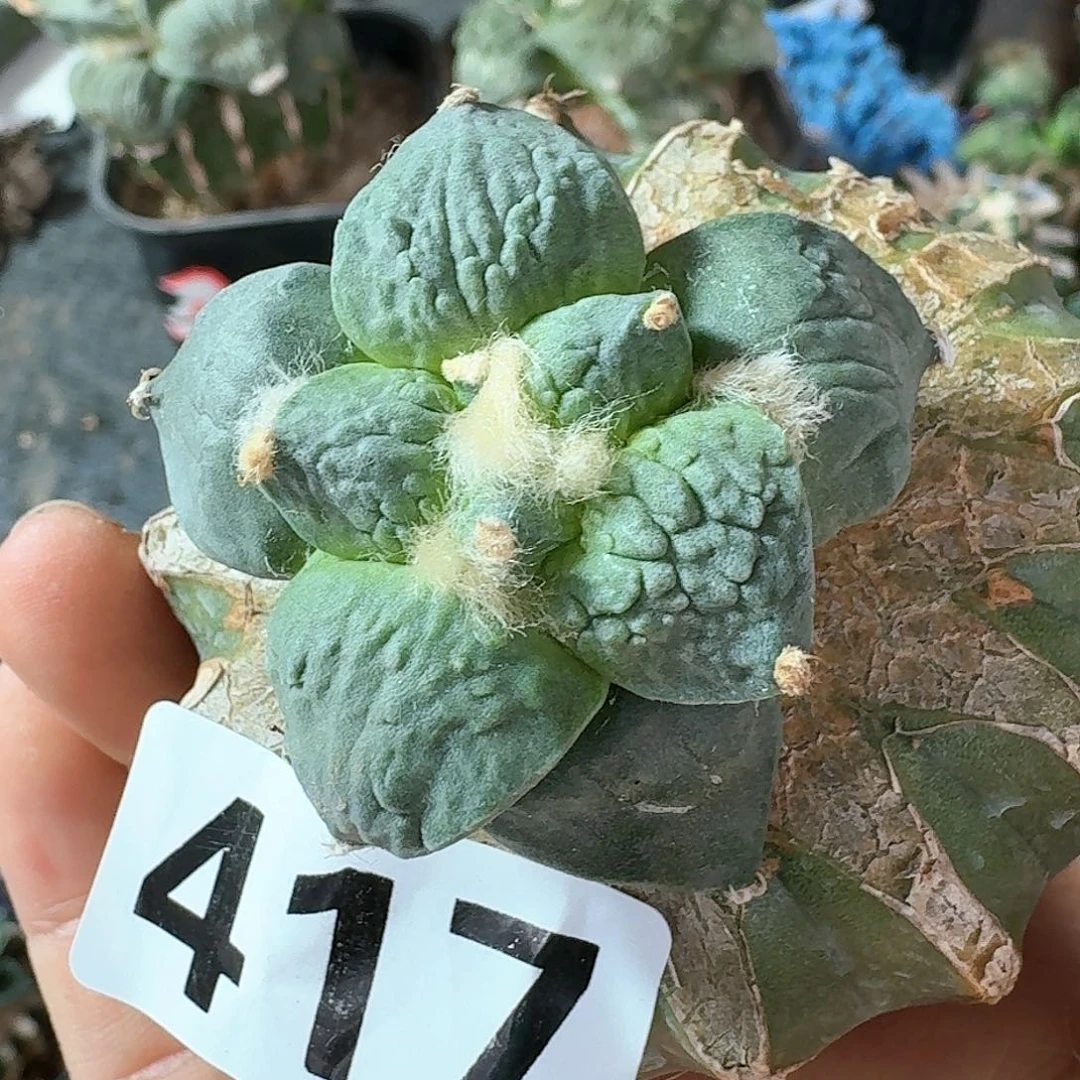 【闪购商品】无花朵暖*洋怒涛41.
