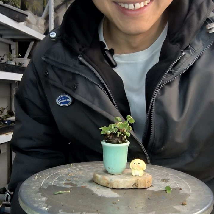 七***月小盆景小植物一物一拍21