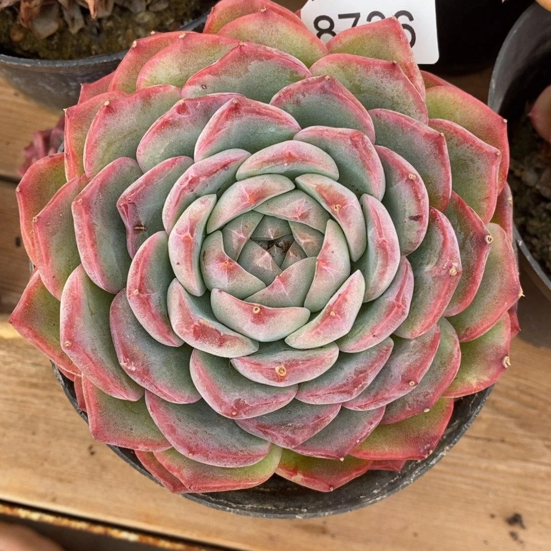 如***令杂交精品多肉8736~12厘米