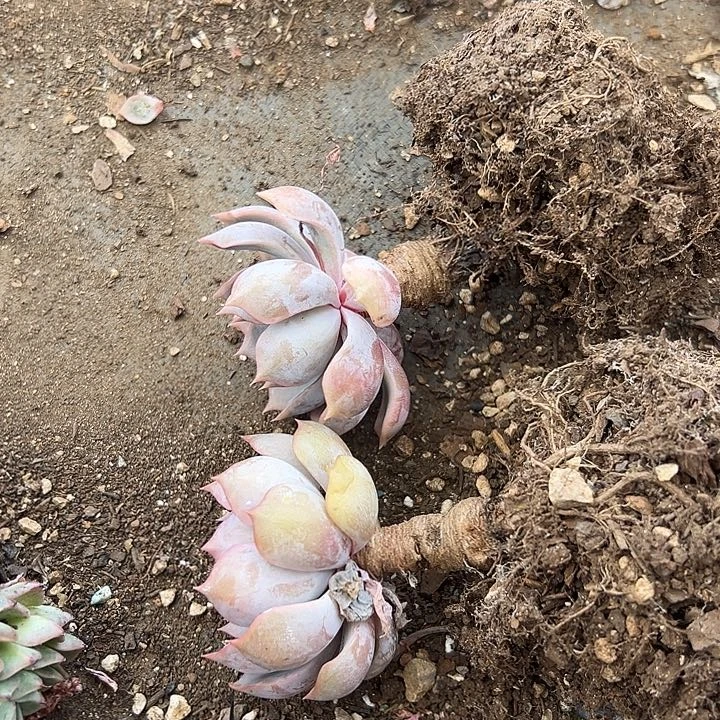无花朵菲欧娜两颗。
