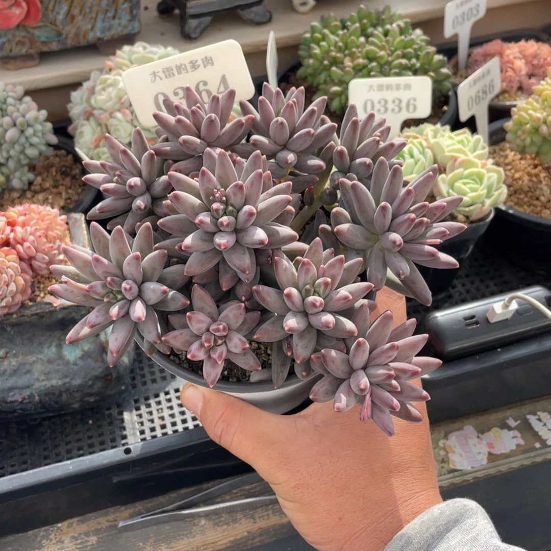 0364暗纹不带盆16厘米