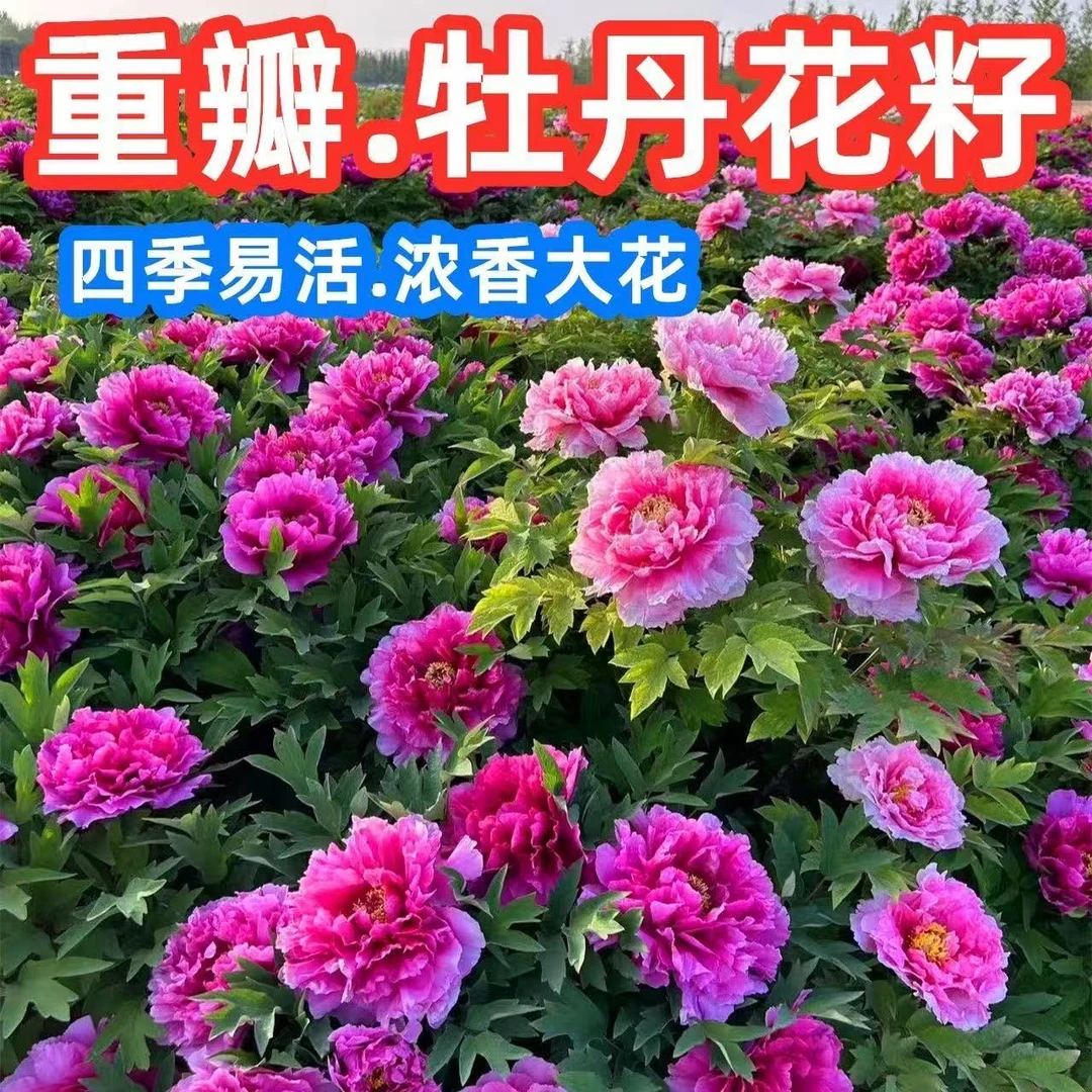 【全国包邮】重瓣牡丹种子芍药花种子花籽盆栽花卉植物阳台庭院耐寒