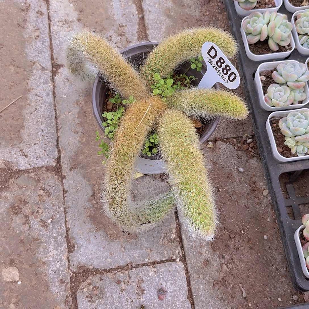 D880九尾狐一物一拍