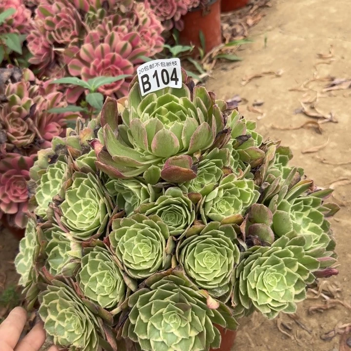 水蜜桃……多肉植物……