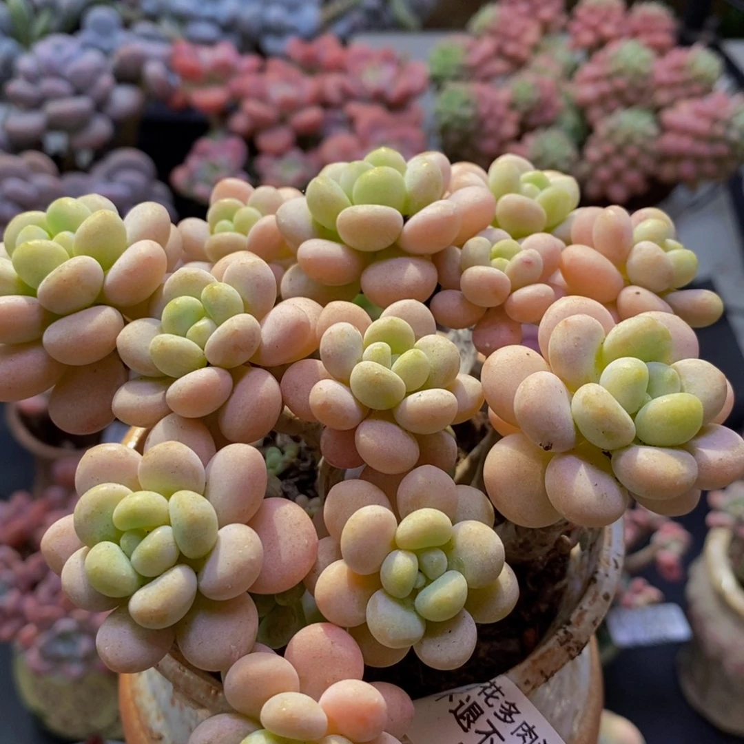 740洛可可12cm多肉