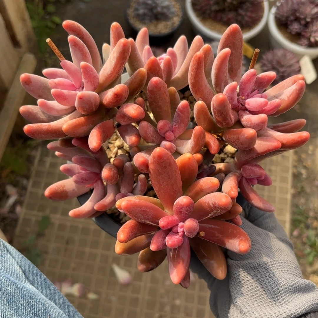 红手指多肉88888888888