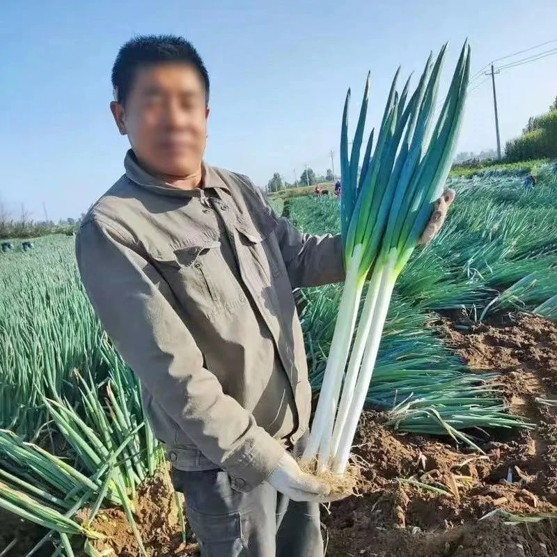 【满五包包邮】章丘大葱种子农家春秋冬季易种优质高产浇水种植