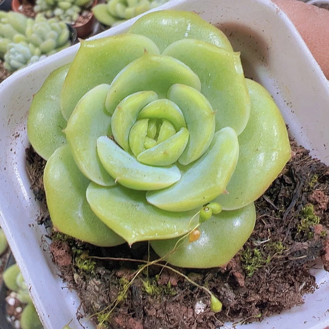 宝宝绿19包邮多肉植物