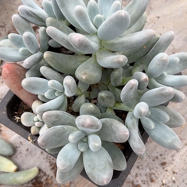 呜啦奶多头   多肉