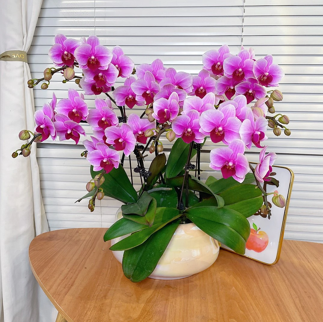 「宝贝-蝴蝶兰」QX鲜花 中式 禅意 轻奢 绿植 室内懒人观赏花卉