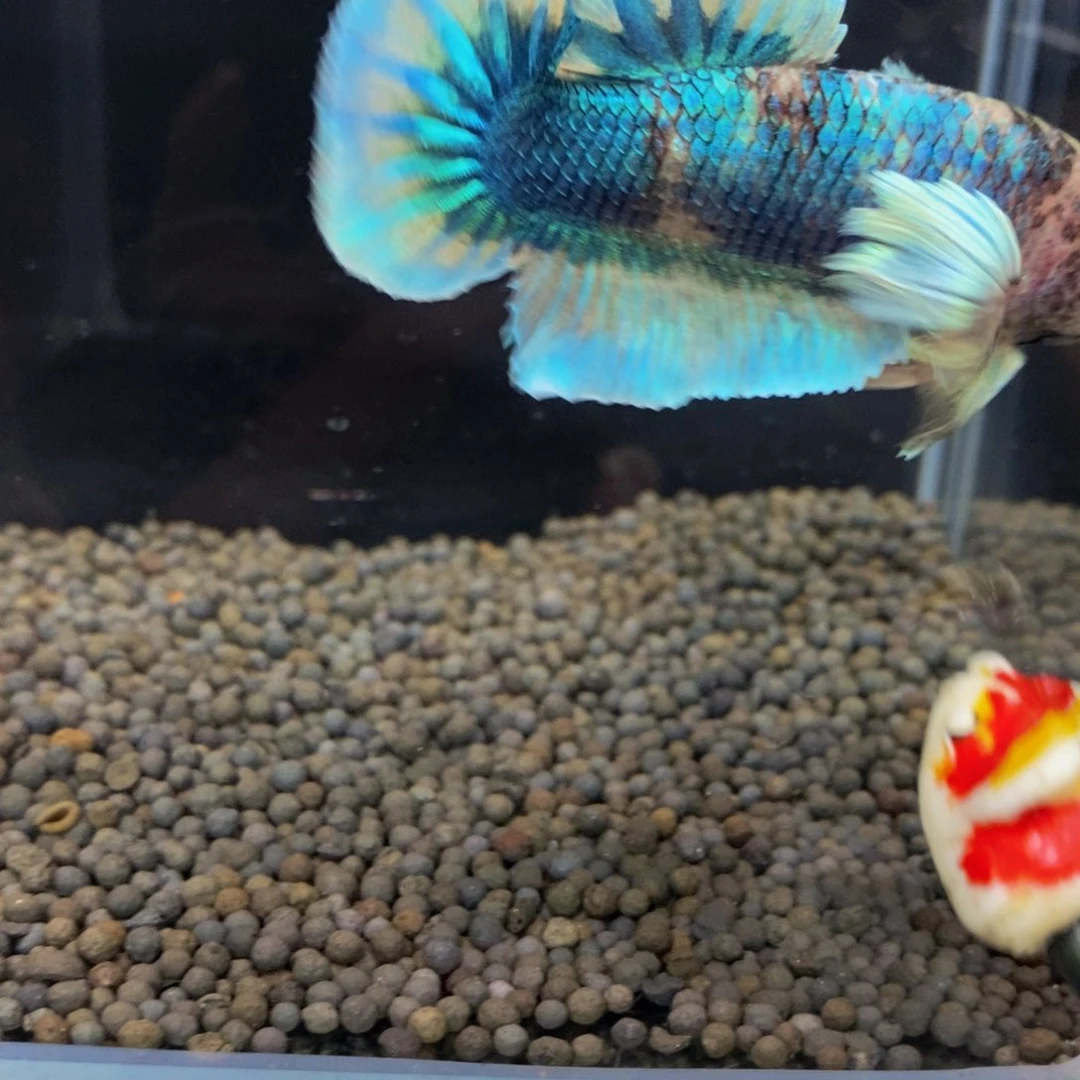 热带鱼公494巨斗