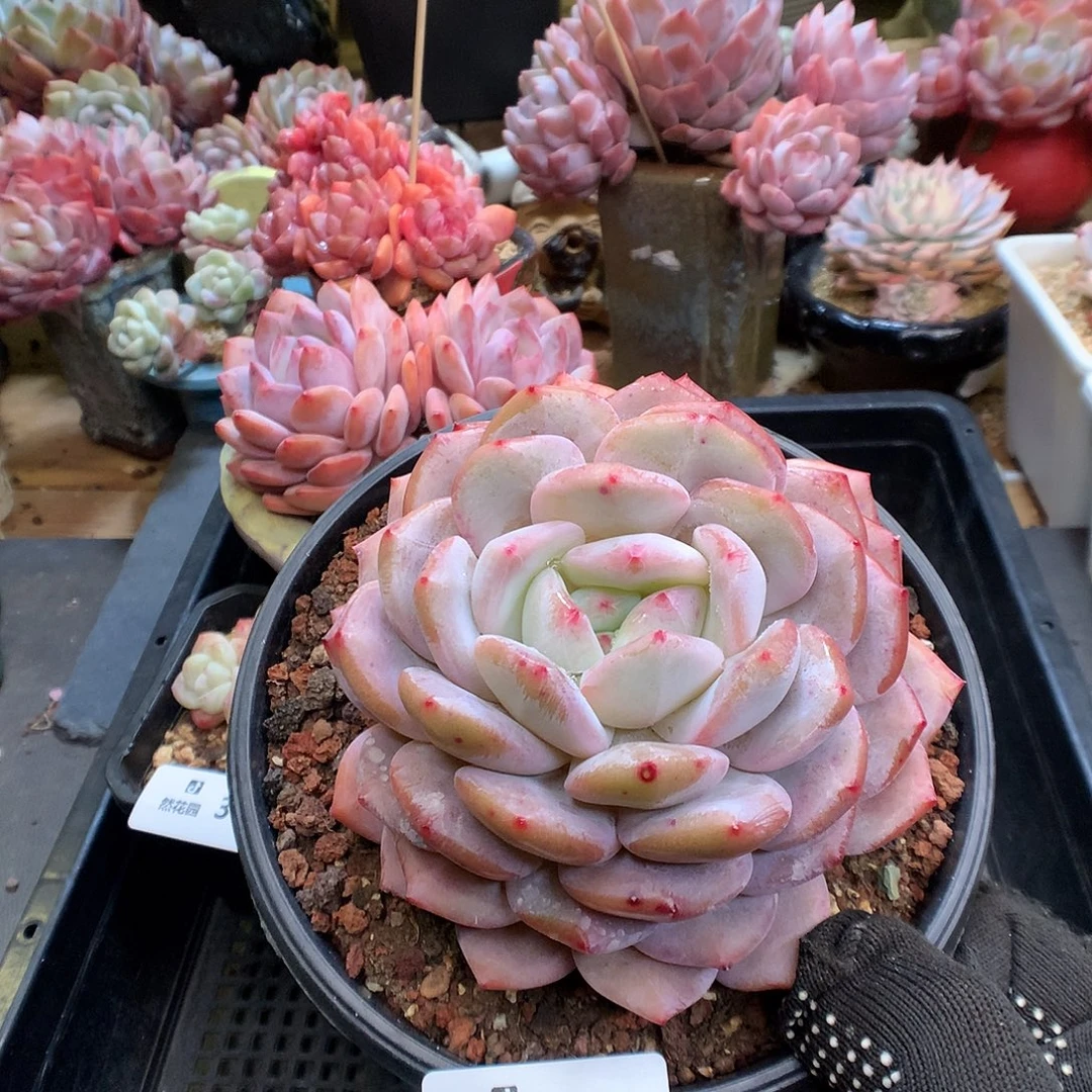 375星橙多肉植物6666