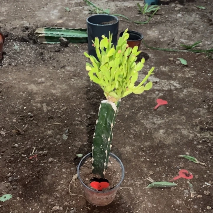 用***2当前无花栽培后可以开花金鸡菊3