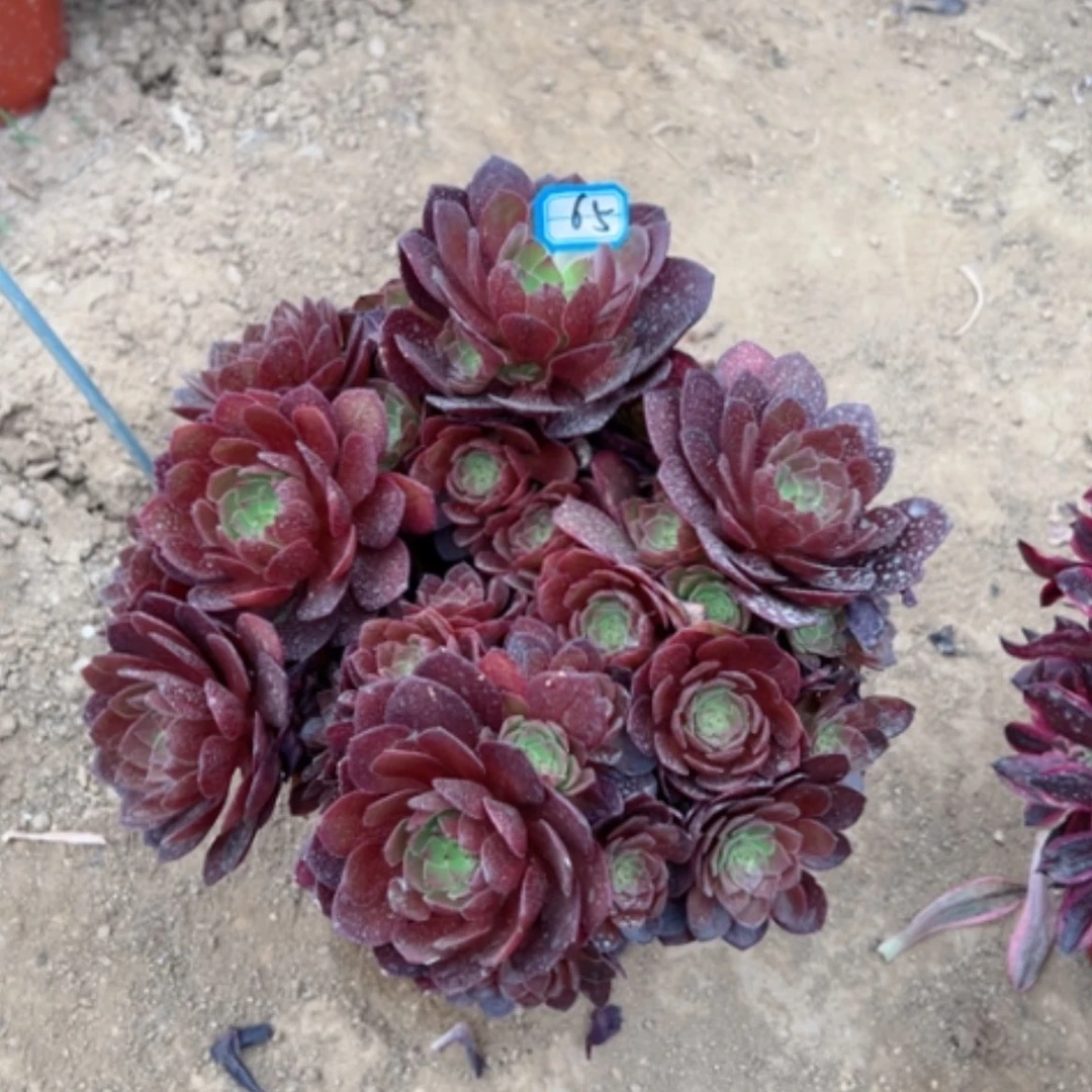 【闪购商品】多肉植物桃花石65