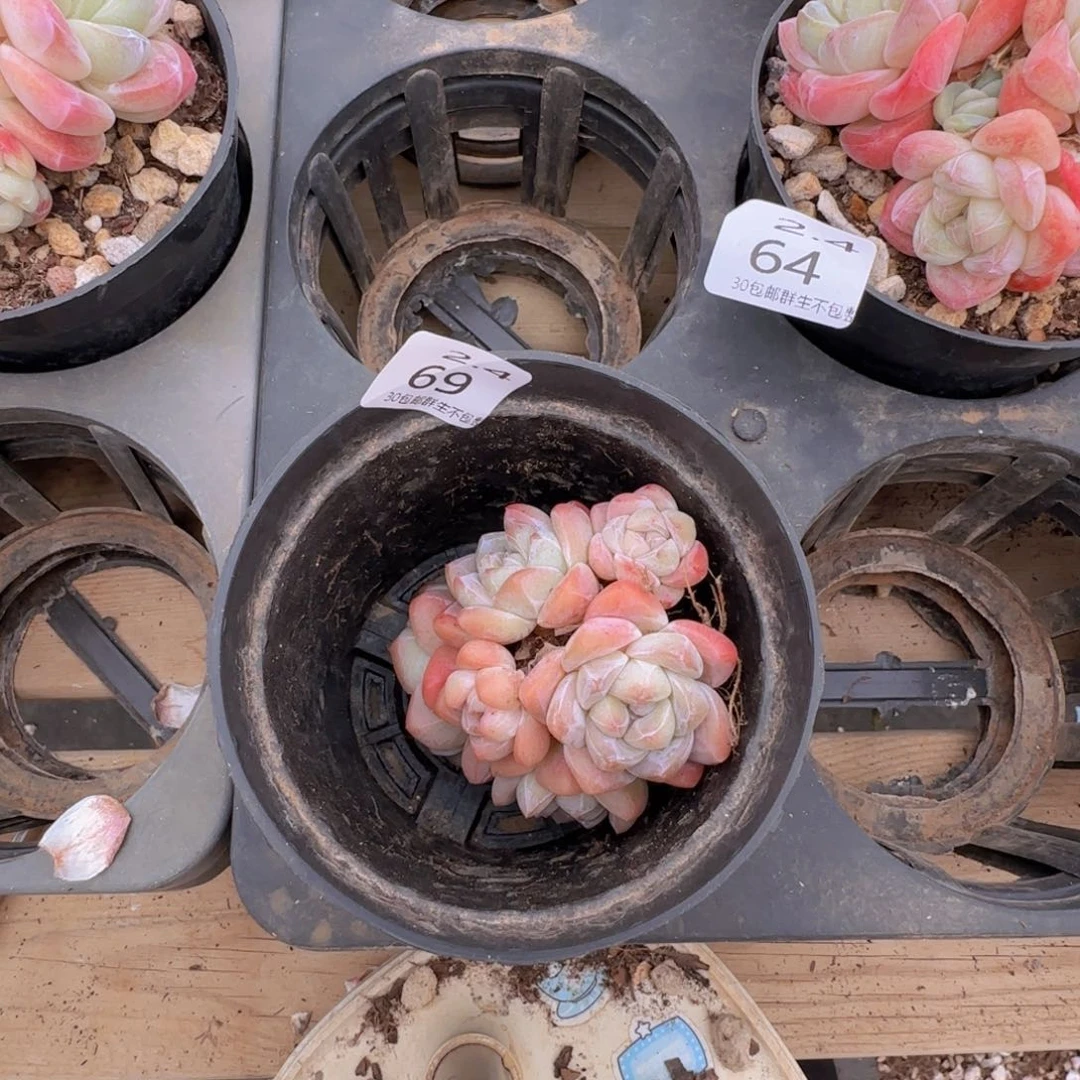 雪*花六头冰玉老桩一颗脱土