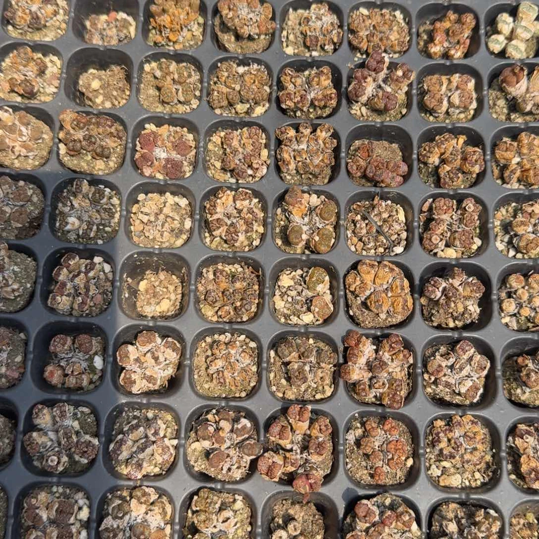 勋章福利一组三个随机发一组