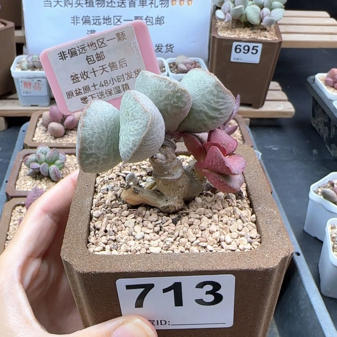 713妖姬多肉植物