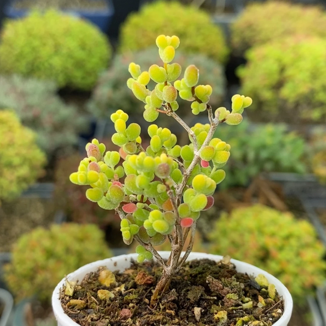 0966莱斯锦 。