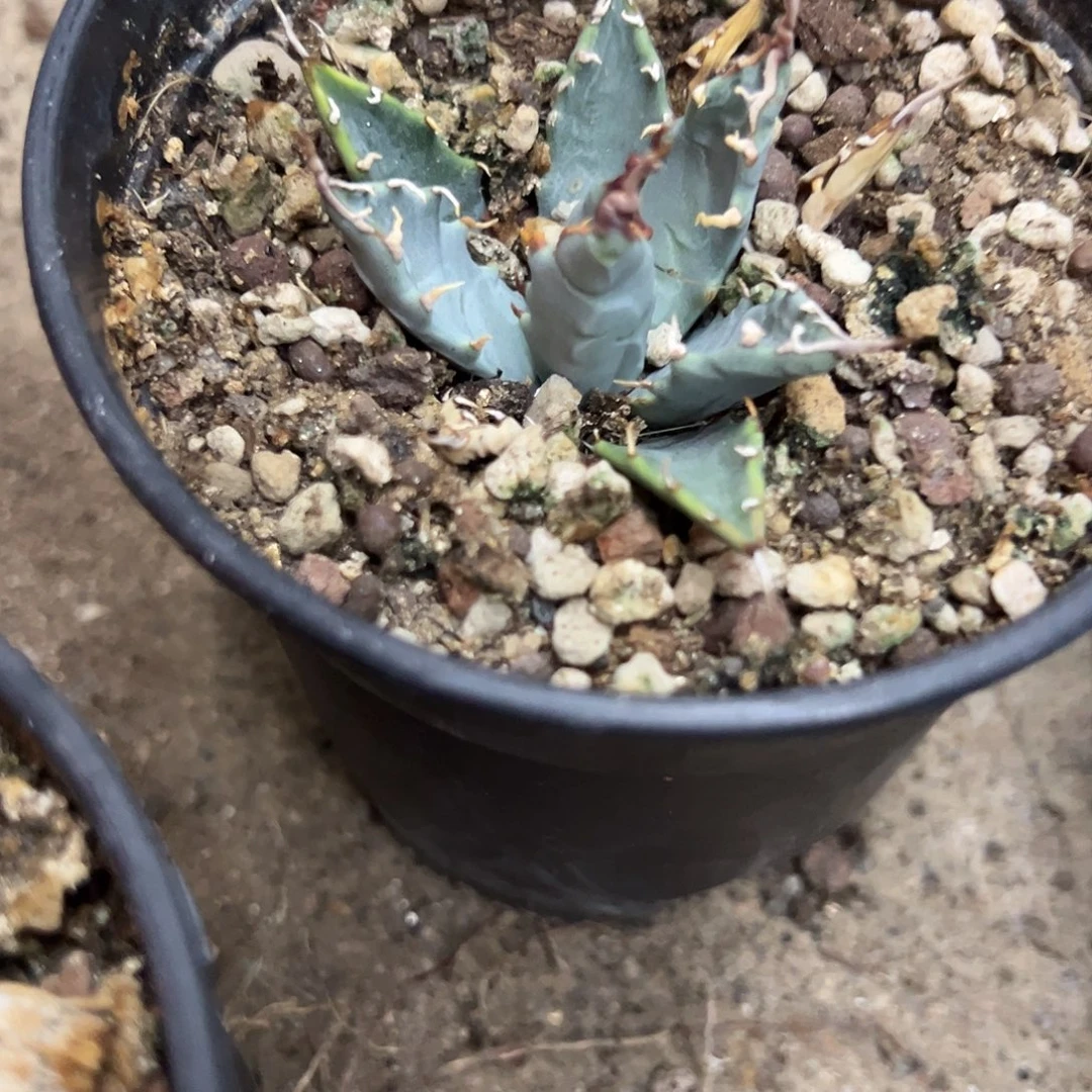 蚀***璇实生eb曲刺妖炎植物