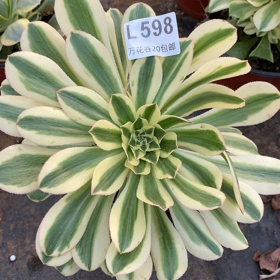 598保时捷多肉植物