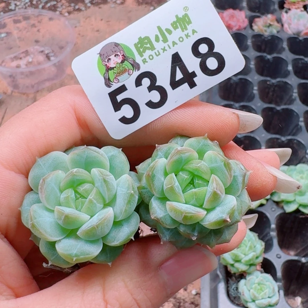 多肉植物多肉植物