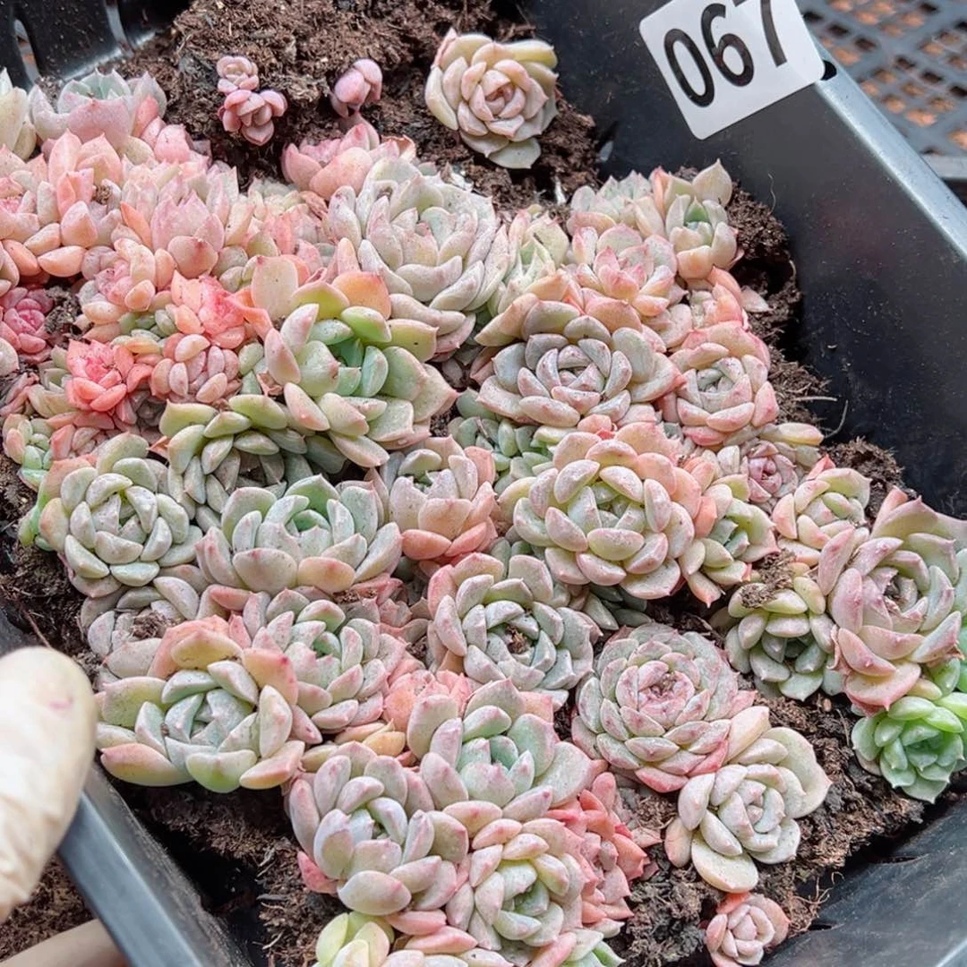 左*栈多肉植物多肉植物