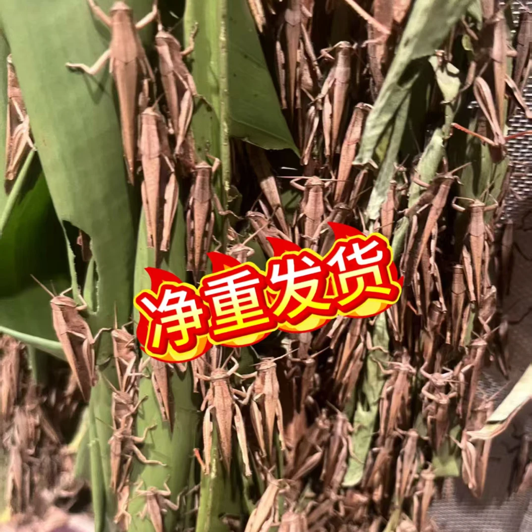 [净重发货]贵州纯野生丁蜢活体丁蜢花腿活体蚂蚱活虫画眉鸟食