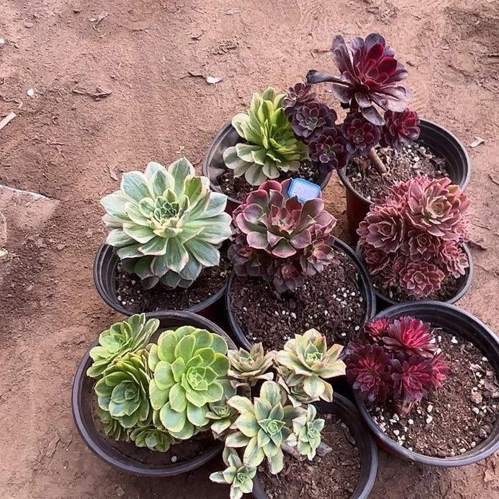 211多肉植物瑕疵特价，