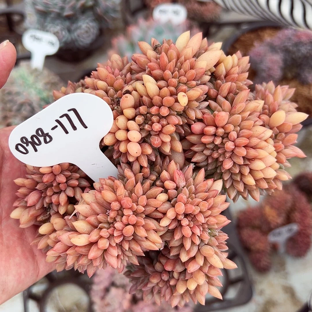 0908-177绝绝子红蜻蜓