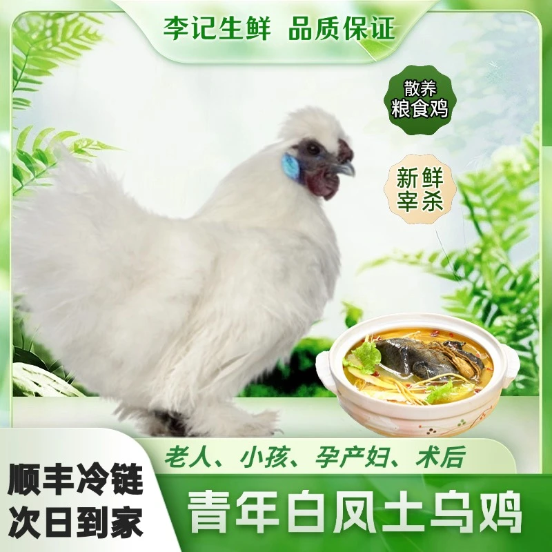 【仅1天，拍1发3】今天拍明天到，源头农场园林散养正宗白凤土乌鸡*现杀现宰*冷链运输*保鲜到家