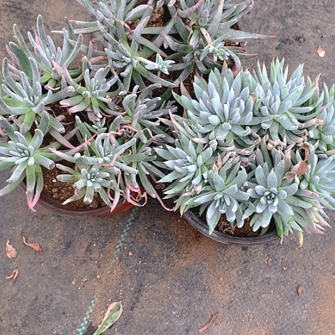 这*我121仙女杯多肉植物