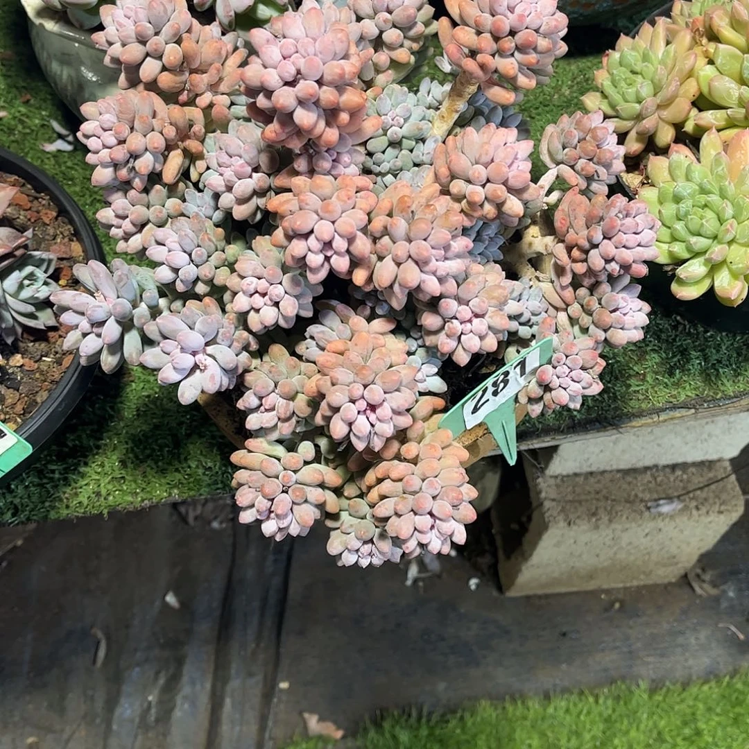 青***角手指多肉植物保护281