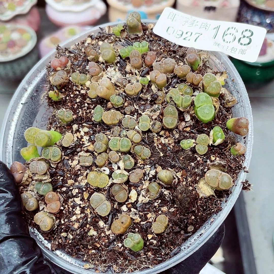 生石花满18包邮0927-168