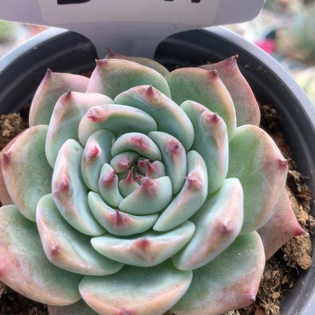 071锦锦锦锦锦锦锦