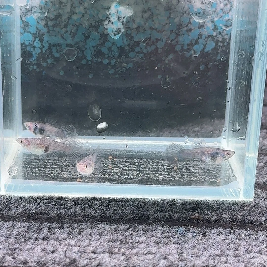 孔雀鱼蓝虎斑两对
