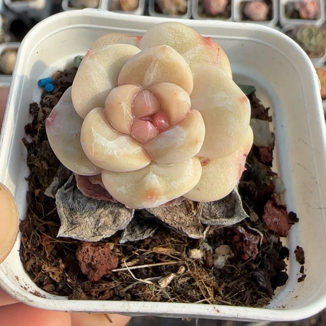 多肉小卡拉米糖心一物一拍